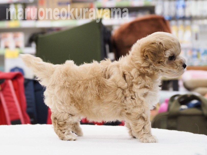 短足ちゃんは褒め言葉 | MIX犬 マルプー （06-128） - 横浜 大倉山店