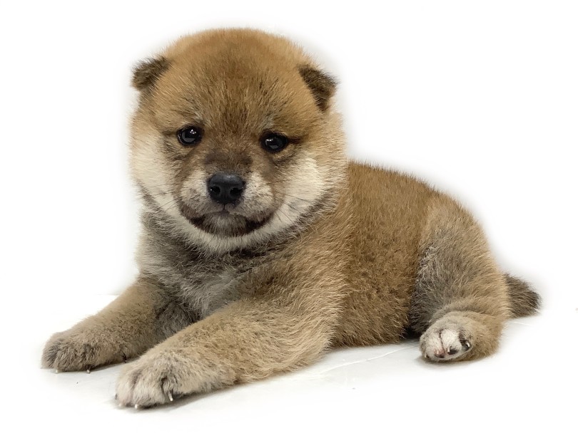 気になった方はお早めにお店まで | 柴犬 （04-98） - さいたま 武蔵浦和店
