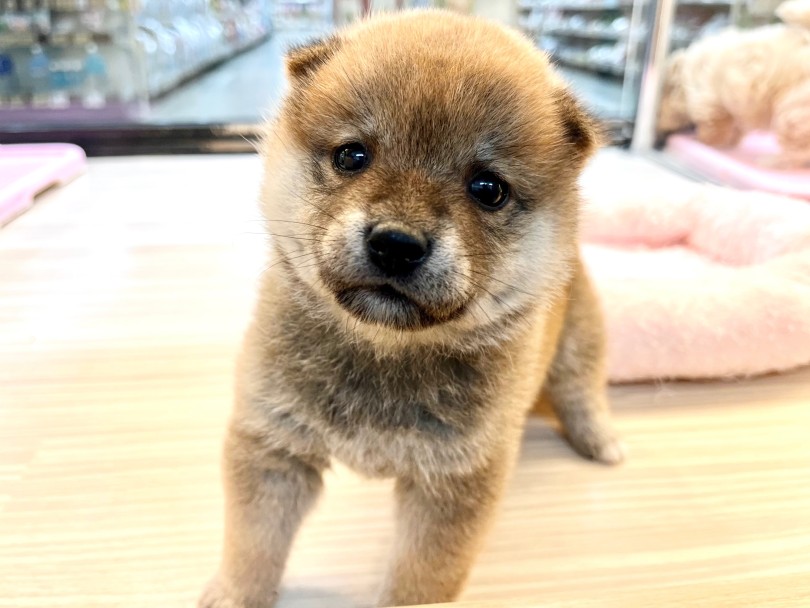 人見知りしらずの超あまえんぼさん♪ | 柴犬 （04-98） - さいたま 武蔵浦和店