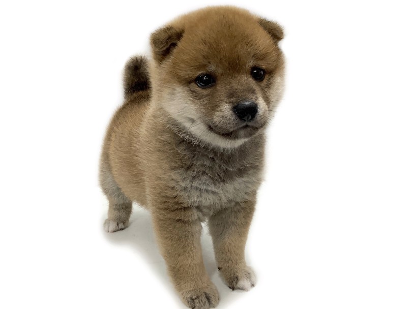 お散歩を楽しみたい方にもお勧めです | 柴犬 （04-98） - さいたま 武蔵浦和店