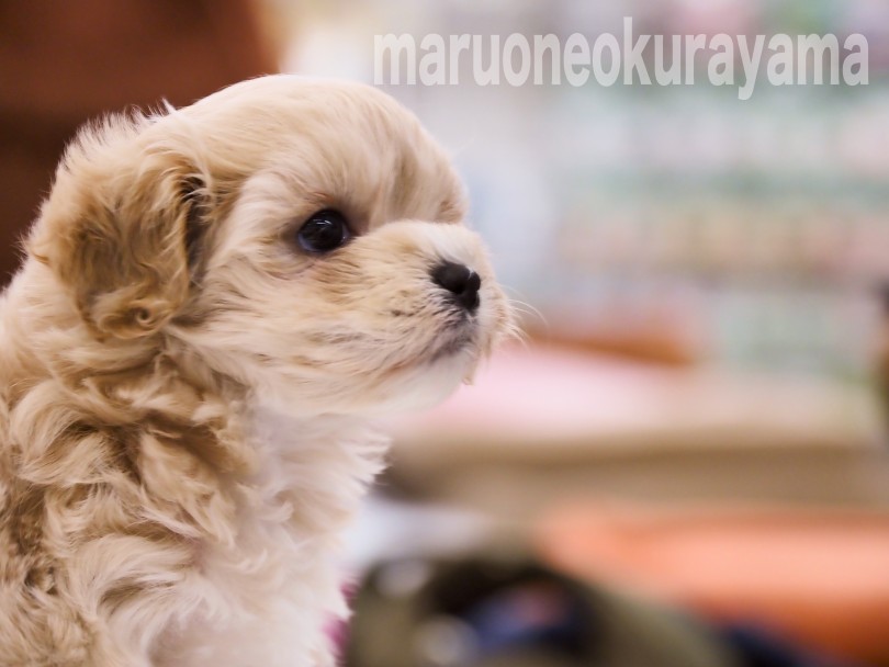 なんでもお気軽にご相談ください！ | MIX犬 マルプー （06-128） - 横浜 大倉山店