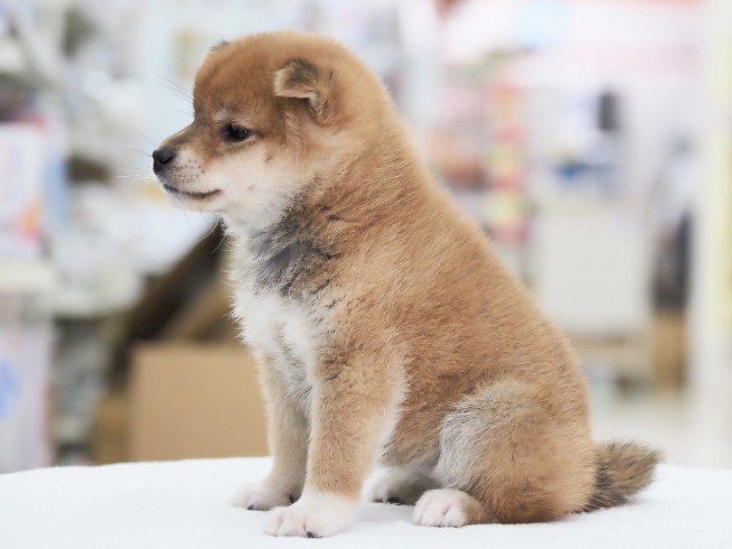 チャームポイントの白い足袋 | 柴犬 （06-126） - 横浜 大倉山店