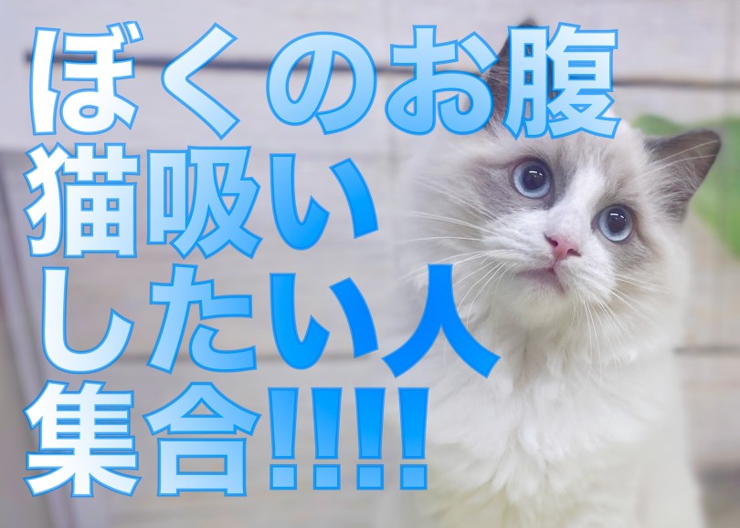 【 ラグドール 】猫吸いしたい人は集合！ぬいぐるみキャットに進化したラグちゃん！