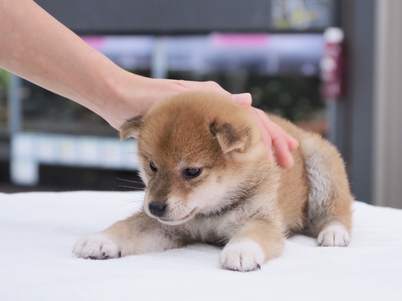 お散歩で一緒に健康になっちゃおう！ | 柴犬 （06-126） - 横浜 大倉山店