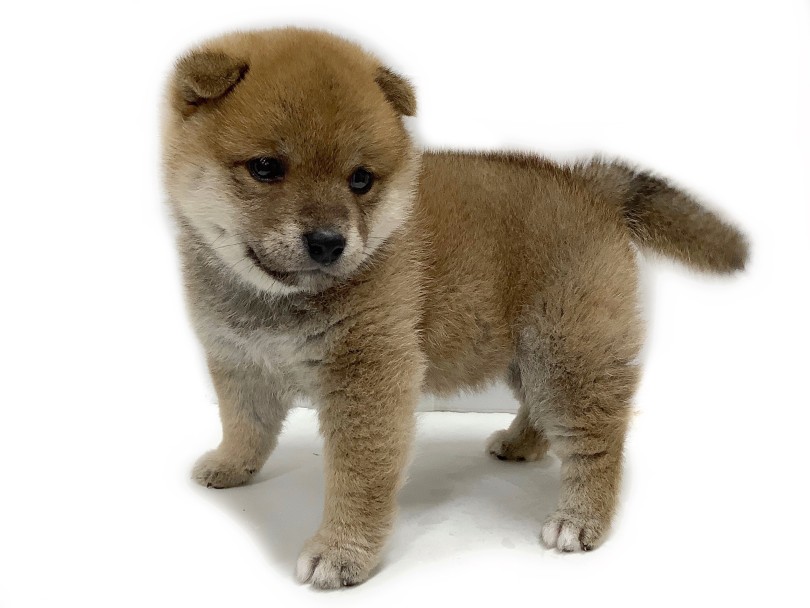 パパはKCジャパン公認豆柴 | 柴犬 （04-98） - さいたま 武蔵浦和店