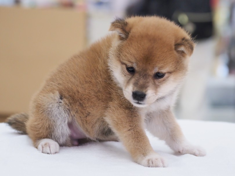 柴犬の代表的カラーの赤毛！！ | 柴犬 （06-126） - 横浜 大倉山店