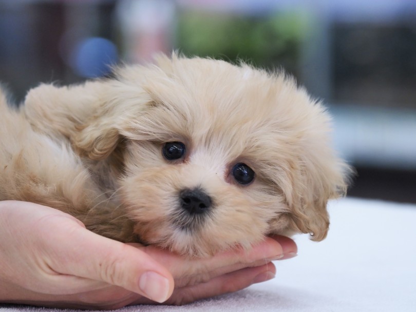 「あたち見ていると、可愛すぎて言葉失うでしょ？♡うふふ」 | MIX犬 マルプー （06-125） - 横浜 大倉山店