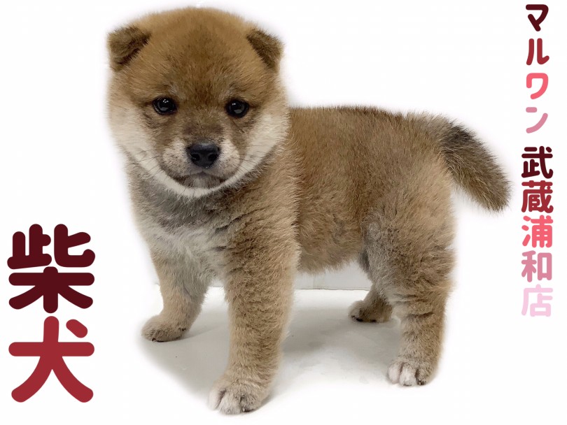 【 柴犬 】パパは血統書認定赤豆柴！笑顔が素敵な人懐っこい女の子