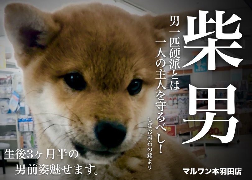 【 柴犬 】どすこいベイビーの生後3ヵ月半の現在をパシャリ！