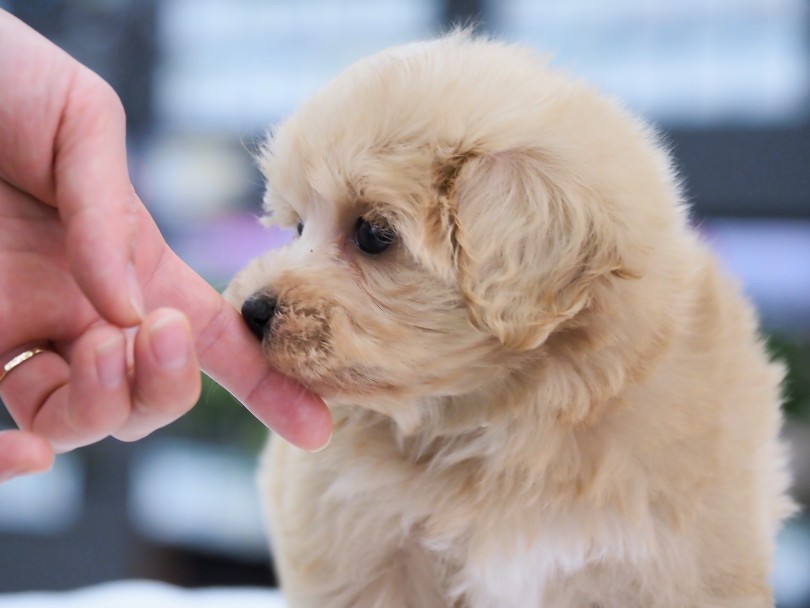 抜け毛が少ないシングルコート！ | MIX犬 マルプー （06-125） - 横浜 大倉山店