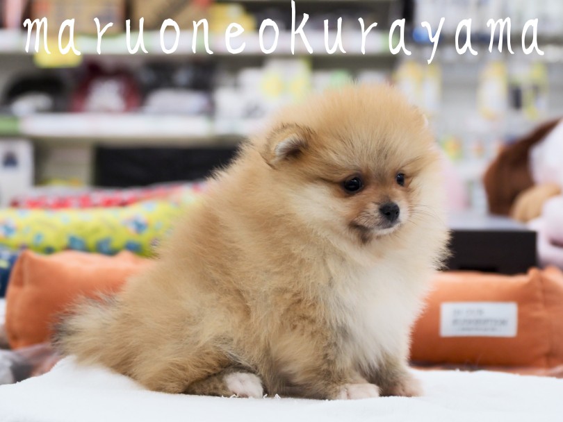 鮮やかなオレンジカラー | ポメラニアン （06-135） - 横浜 大倉山店