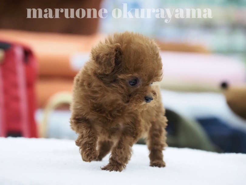 小さくたってパワフルに動き回るよ！ | トイ・プードル （06-131） - 横浜 大倉山店