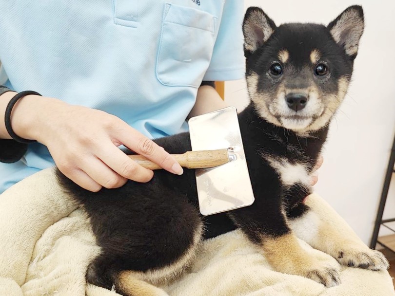 柴ちゃんとの生活ポイント | 柴犬 （20-73） - 北戸田店