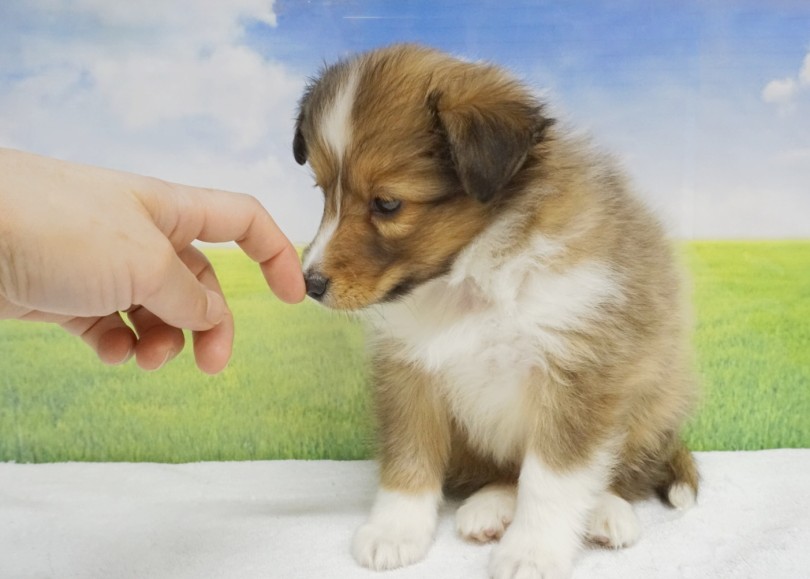 成犬時のサイズ感は柴犬・コーギーと同じくらい！ | シェットランドシープドッグ （06-133） - 横浜 大倉山店