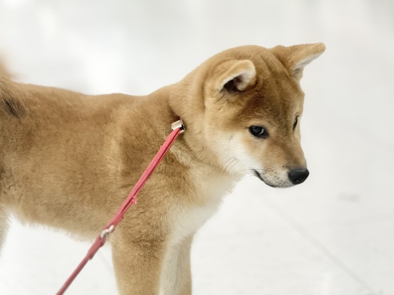 パピー感満載の短めのマズル♡ | 柴犬 （05-73） - 本羽田店