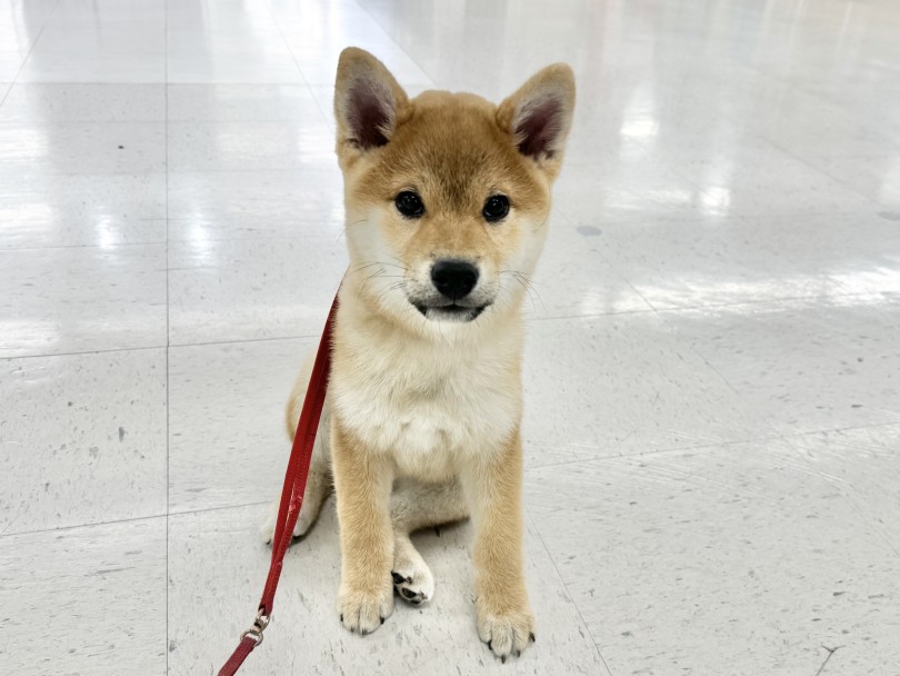 ボリュームのある肉厚なお耳は「可愛い！」の一言 | 柴犬 （05-73） - 本羽田店