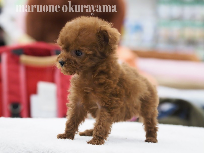 大注目の濃いめレッドカラー | トイ・プードル （06-131） - 横浜 大倉山店