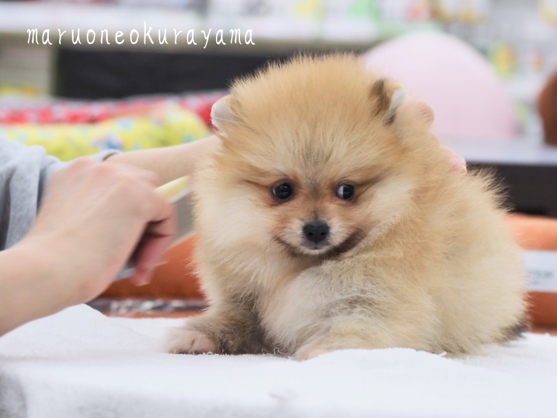 メンテナンスのレクチャーは私達がするのでご安心ください♪ | ポメラニアン （06-135） - 横浜 大倉山店