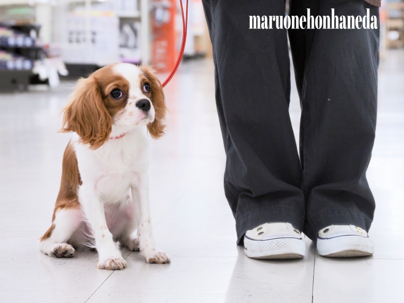 人見知りも少なく飼いやすい犬種 | キャバリア・キングチャールズ・スパニエル （05-64） - 本羽田店