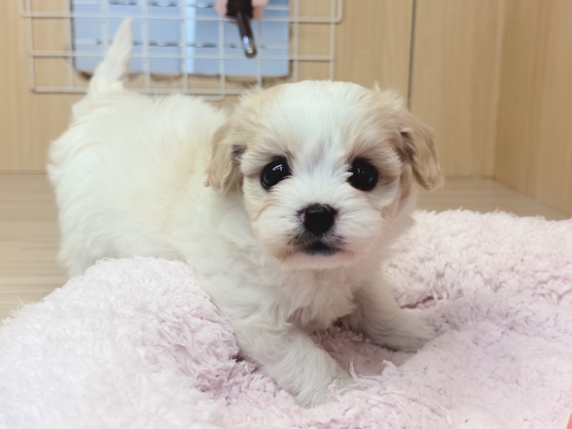 お問い合わせ殺到中の大人気犬種です | MIX犬 キャバション （16-114） - 横浜 今宿店