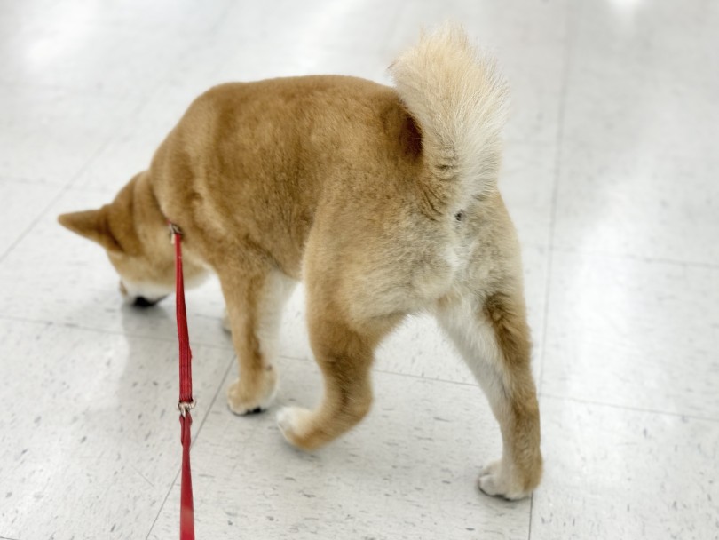 シバオくんに会いにいらしてください | 柴犬 （05-73） - 本羽田店