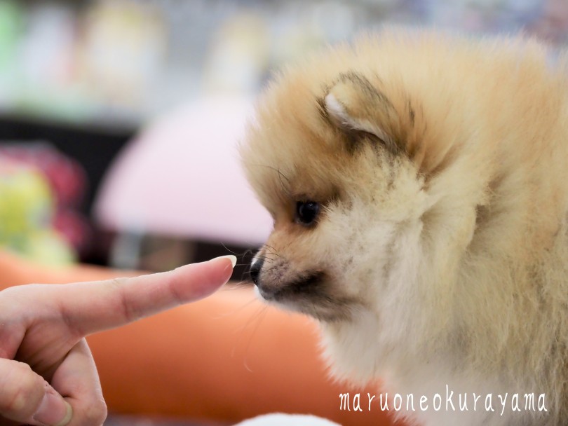 これからの成長が楽しみ！ | ポメラニアン （06-135） - 横浜 大倉山店