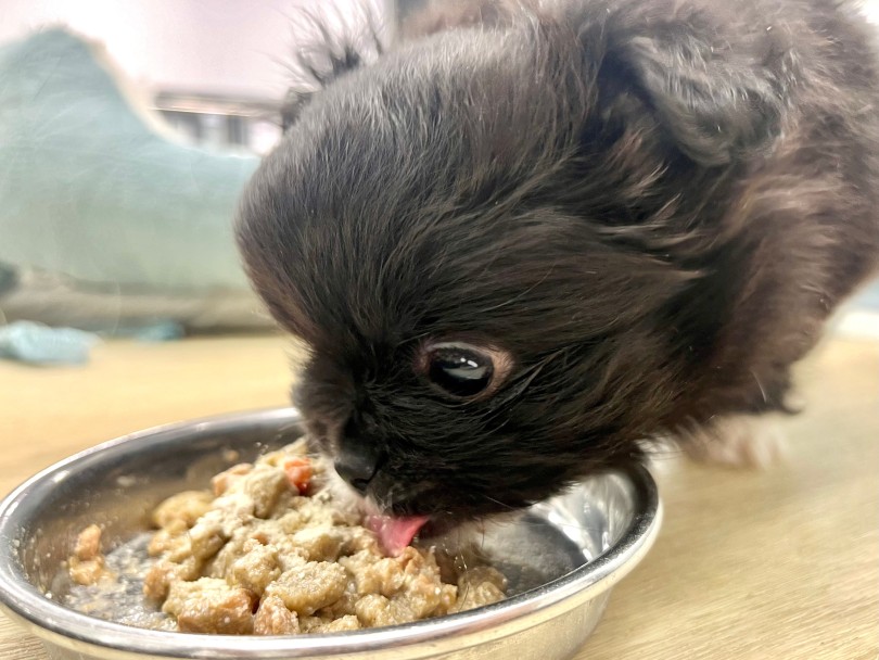 食欲はバッチリです！ | MIX犬 ポメペキ （18-280） - 横浜 元町店