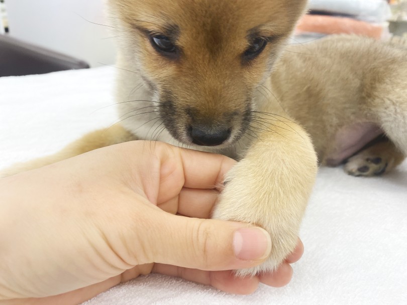 トレーニングしながら育てています♪ | 柴犬 （06-142） - 横浜 大倉山店