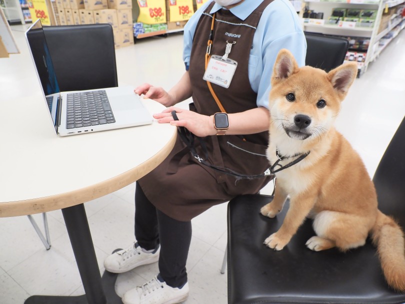 いろいろなトレーニングを頑張っています！ | 柴犬 （05-73） - 本羽田店