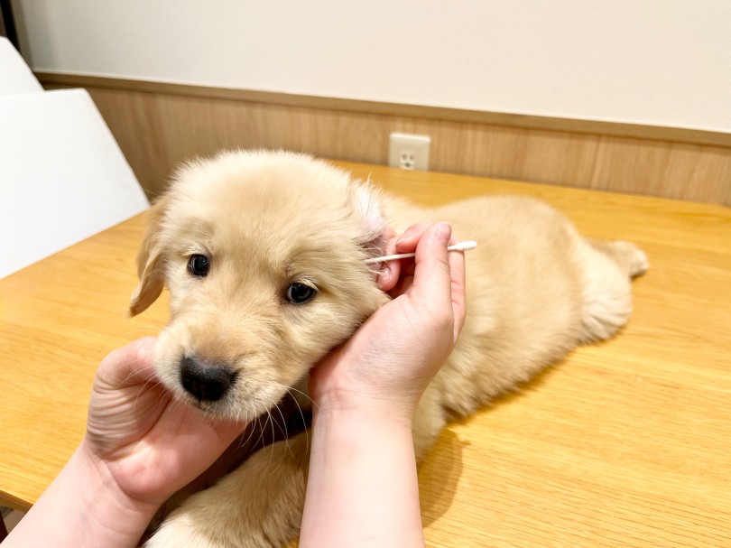 垂れ耳です | ゴールデンレトリーバー （21-67） - ワカバウォーク鶴ヶ島店