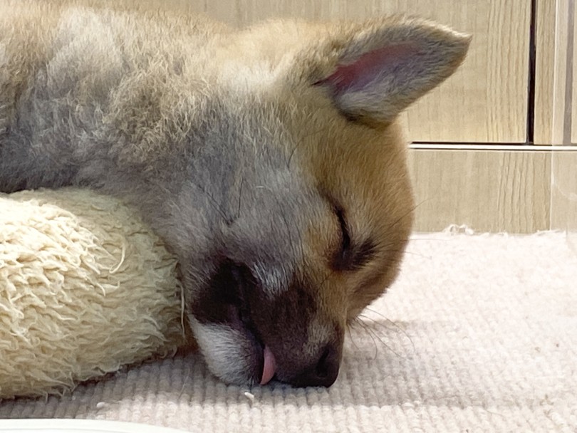 ベロしまい忘れてますよ | 柴犬 （06-142） - 横浜 大倉山店