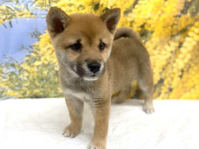 ここ最近で仲間入りした柴犬の中でも群を抜いて立派な体重！ | 柴犬 （06-142） - 横浜 大倉山店