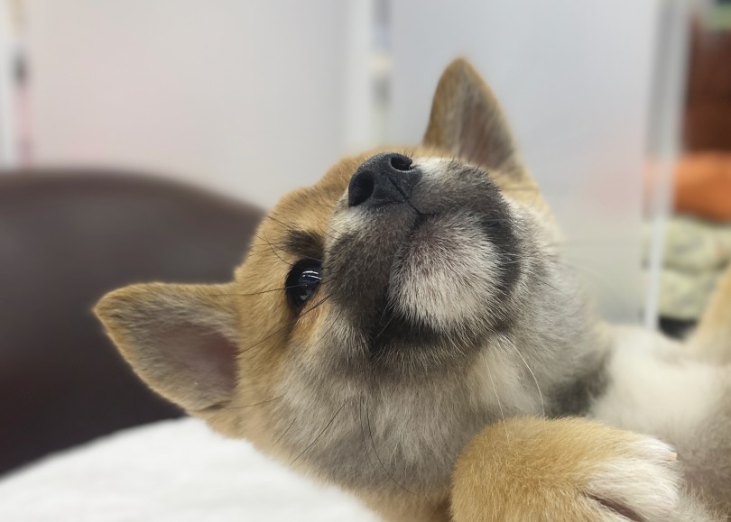 あごの下が白い子は成犬には白っぽくなることが多いです！ | 柴犬 （06-142） - 横浜 大倉山店