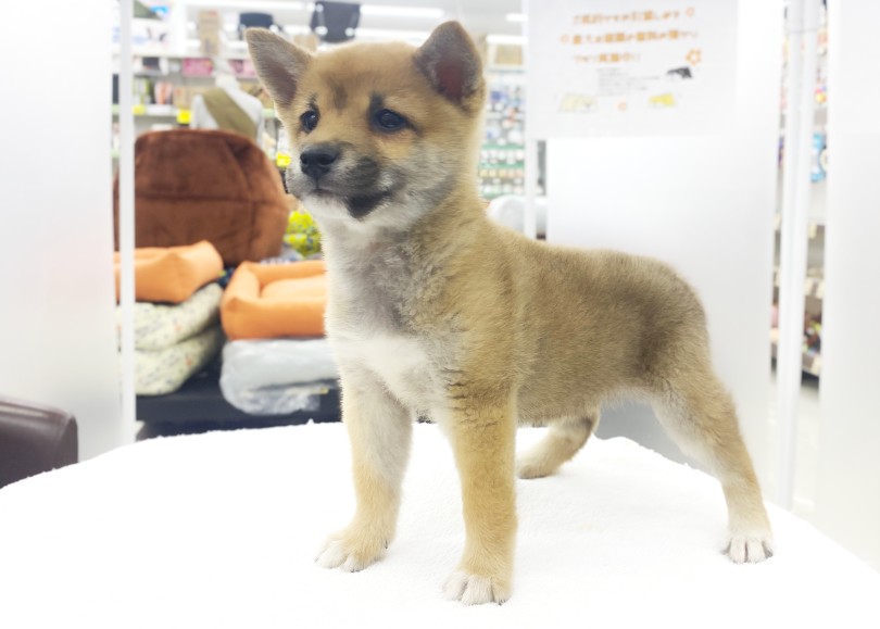 凛々しい立ち姿 | 柴犬 （06-142） - 横浜 大倉山店