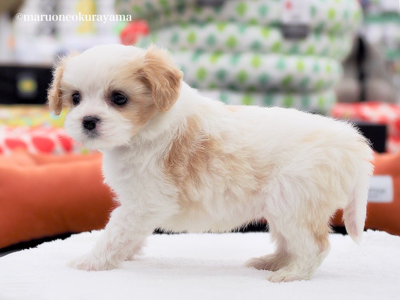 ふんわりと密集した被毛はビションフリーゼ要素が強め♪ | MIX犬 キャバション （06-155） - 横浜 大倉山店