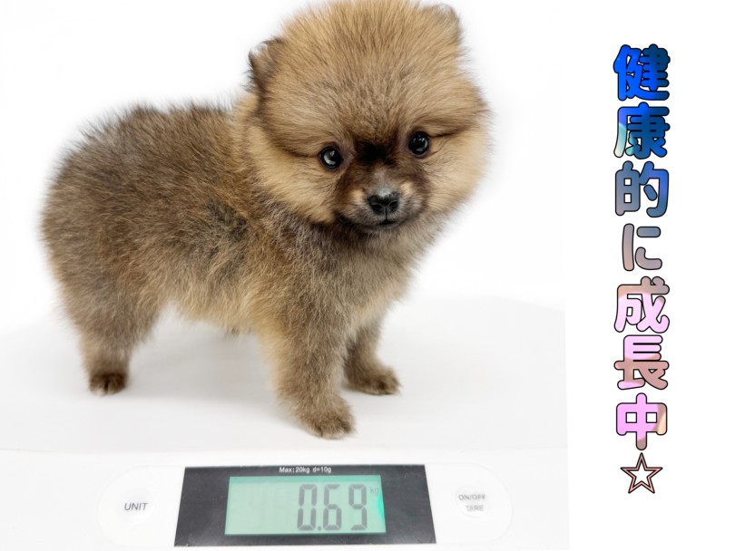 2024年4月10日時点で690g | ポメラニアン （19-151） - 東川口店