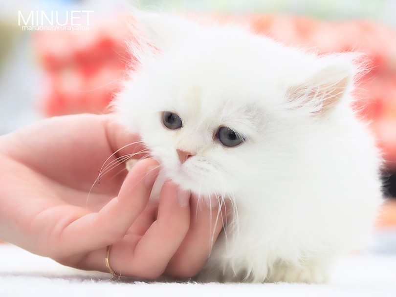 触ると溶ける！ふにゃふにゃんこ | ミヌエット （06-156） - 横浜 大倉山店