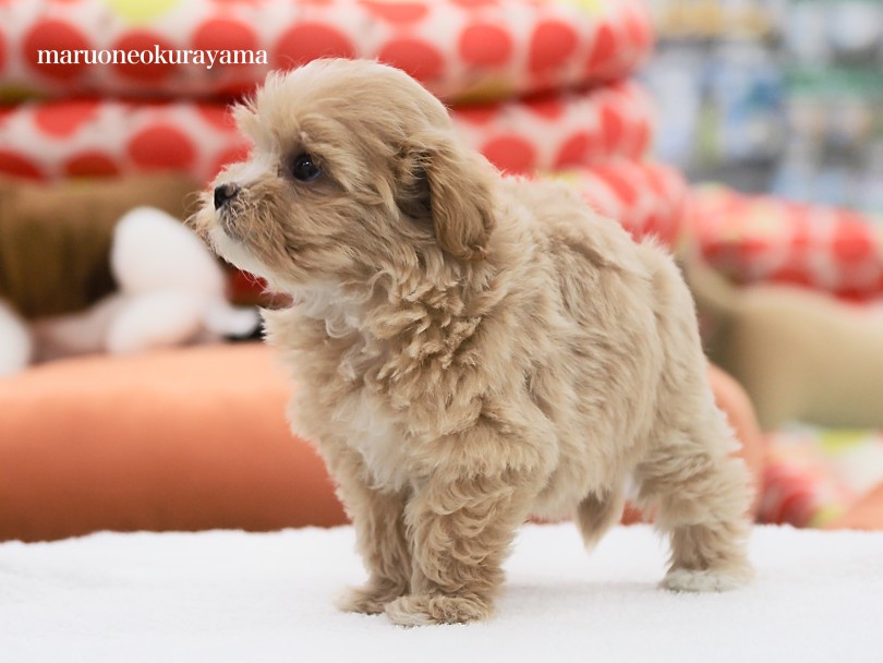 体型はドワーフボディ！ | MIX犬 マルプー （06-151） - 横浜 大倉山店