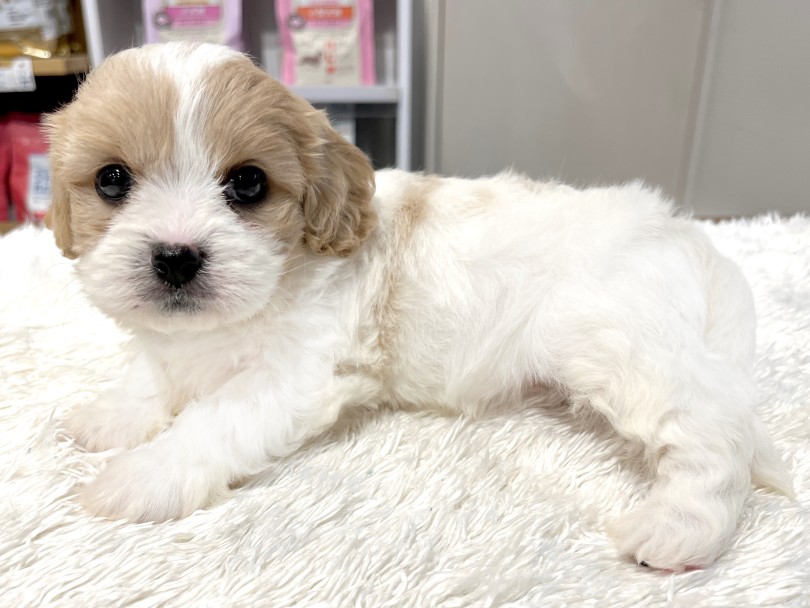 ご来店、お問合せをお待ちしております♡ | MIX犬 キャバション （02-74） - 横浜 白楽店