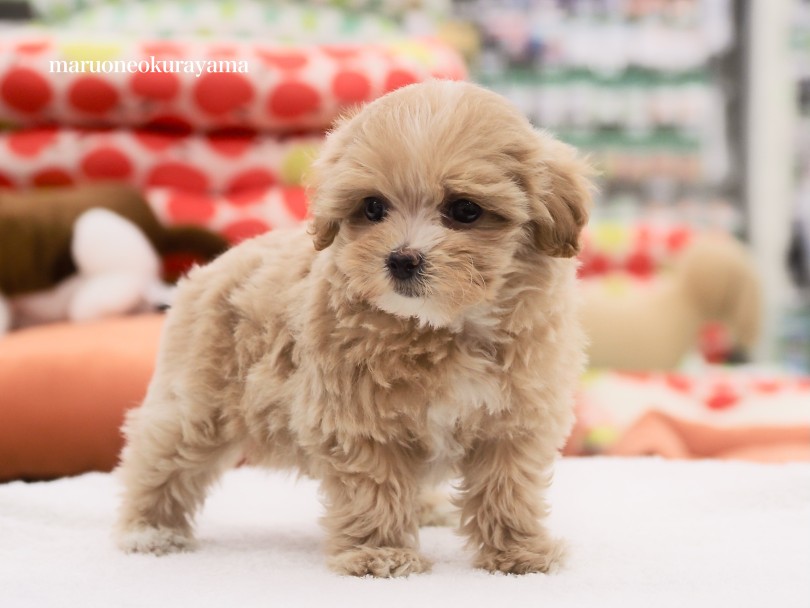 濃いめのバニラ系アプリコットカラー | MIX犬 マルプー （06-151） - 横浜 大倉山店