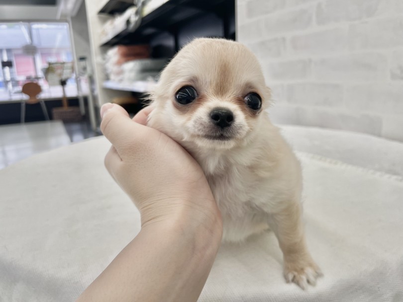小さい犬種こそお散歩も適度に | チワワ （10-80） - 東日暮里店
