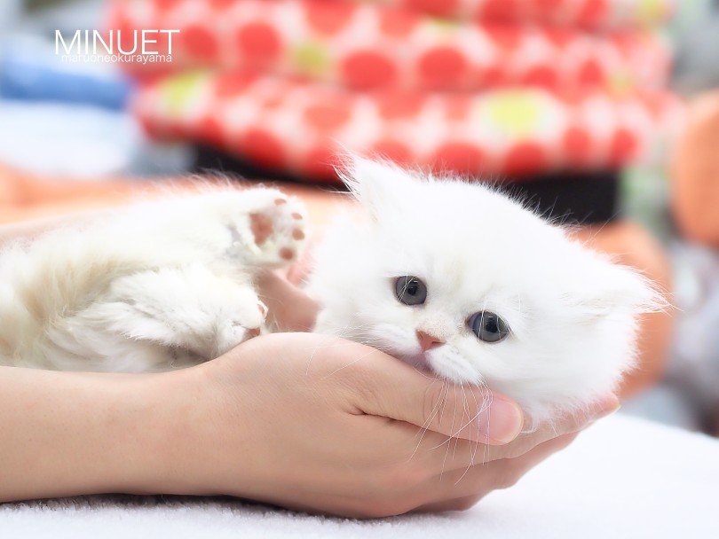 癒やしのあるネコライフのパートナーにぴったり♡ | ミヌエット （06-156） - 横浜 大倉山店