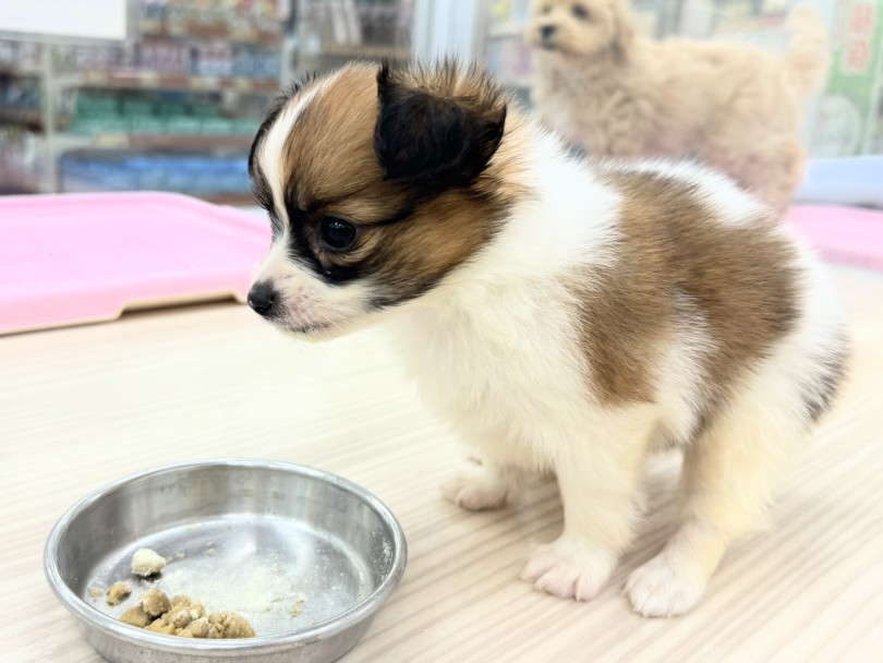 ごはんはゆっくり食べてくれるタイプ | パピヨン （07-103） - 横浜 鶴見店