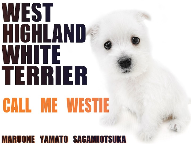 【 ウェストハイランドホワイトテリア 】純白の被毛のテリア種！通称ウェスティ！