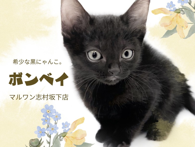 【 ボンベイ 】初入店！まるで小さい黒ヒョウ？艶やかな漆黒の黒猫登場！