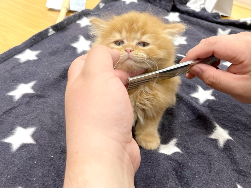ラガマフィンちゃんは長毛種 | ラガマフィン (21-80) - ワカバウォーク鶴ヶ島店
