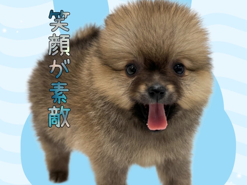 ポメくんはよく笑います♡ | ポメラニアン （19-151） - 東川口店