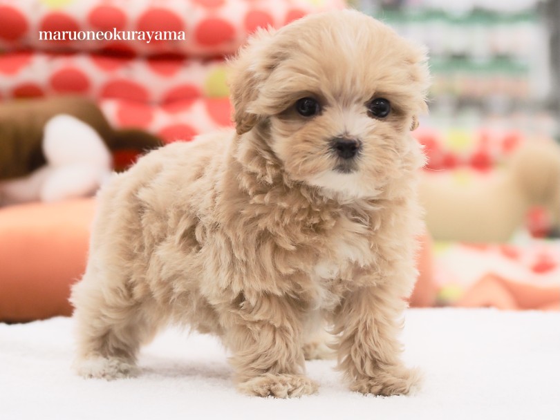 成犬時には3.0kg前後を予想しています♪ | MIX犬 マルプー （06-151） - 横浜 大倉山店