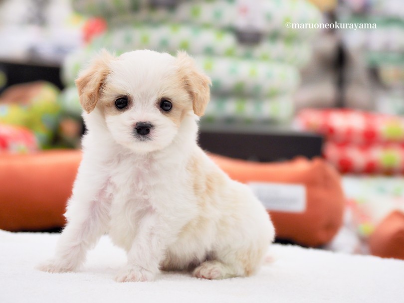 幻のキャバションちゃんが再び・・・ | MIX犬 キャバション （06-155） - 横浜 大倉山店