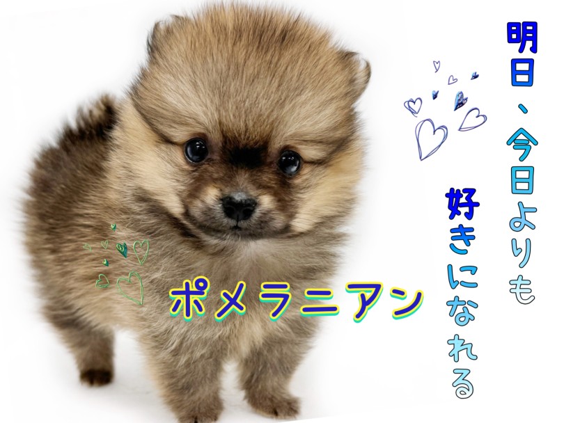 【 ポメラニアン 】笑顔を振りまく癒し系ポメ！ 唯一無二の被毛にもご注目！